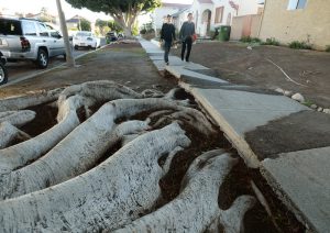 Tree roots push up this sidewalk on Patton Avenue in San Pedro Wednesday, November 30, 2016, San Pedro, CA. After struggling for decades to fix Los Angeles' sidewalks, the city released its plan to have them fixed. Photo by Steve McCrank, Daily Breeze/SCNG